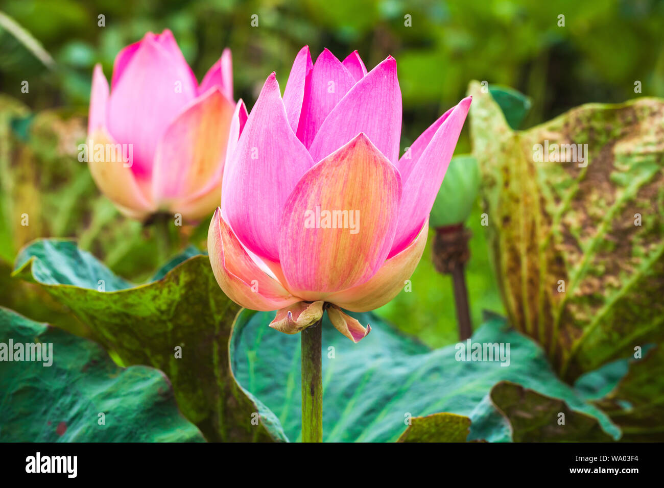 Bright pink waterlily buds. Lotus flowers. Closeup photo with
