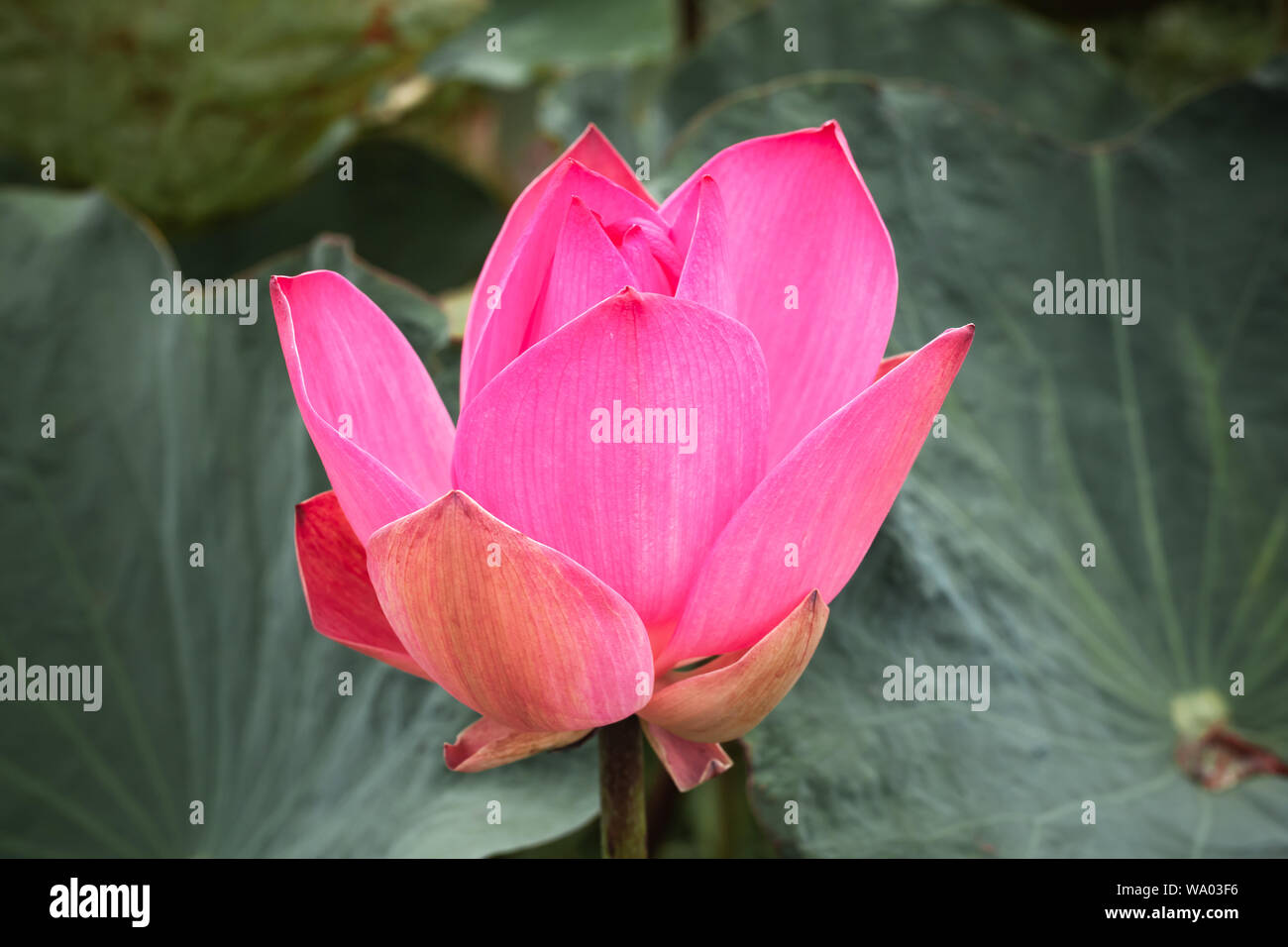 Bright pink waterlily bud. Lotus flower. Closeup photo with selective