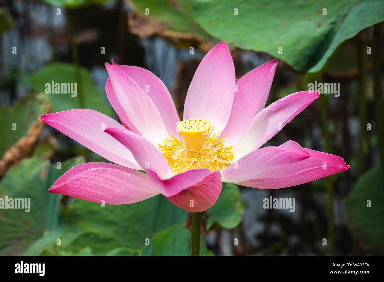 Bright pink lotus or waterlily flower. Close-up photo with selective focus taken in Malaysian rainforest Stock Photo