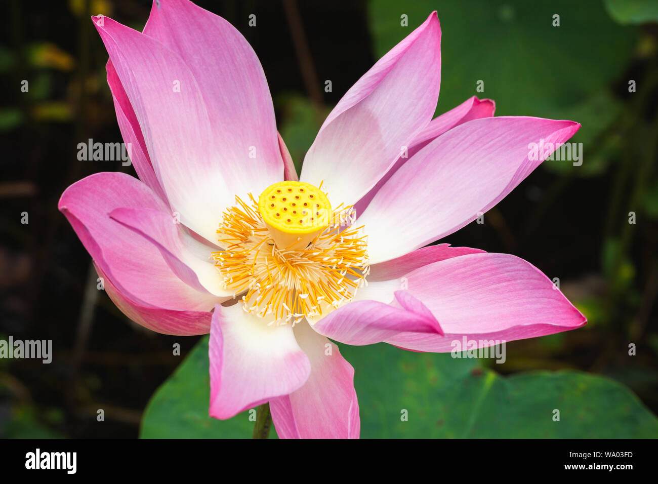 Open pink waterlily flower or lotus. Close-up photo with selective focus taken in Malaysian rainforest Stock Photo