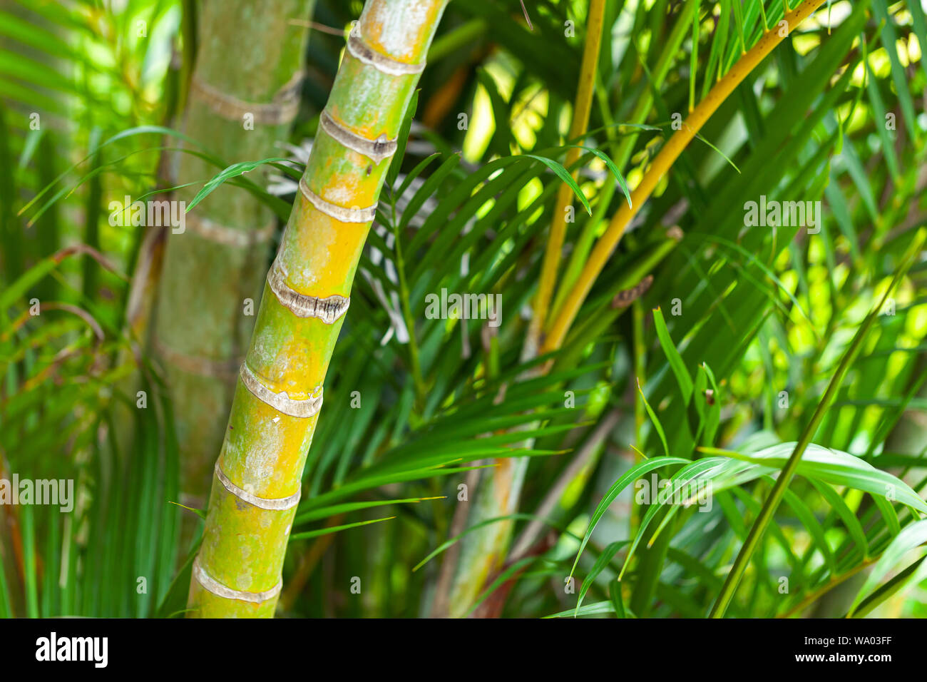 Tropical plants background photo with selective focus taken in