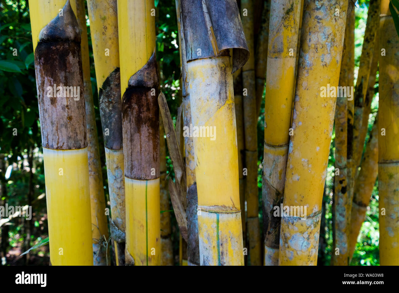 A closeup of a clump of yellow bamboo in a forest near Kuching, Malaysia. Stock Photo