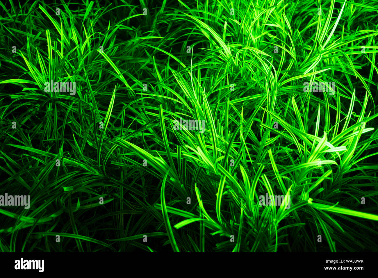 An abstract, surreal look at ground flora like liriope, all lit by greening lighting at night in Kuching, Malaysia. Stock Photo