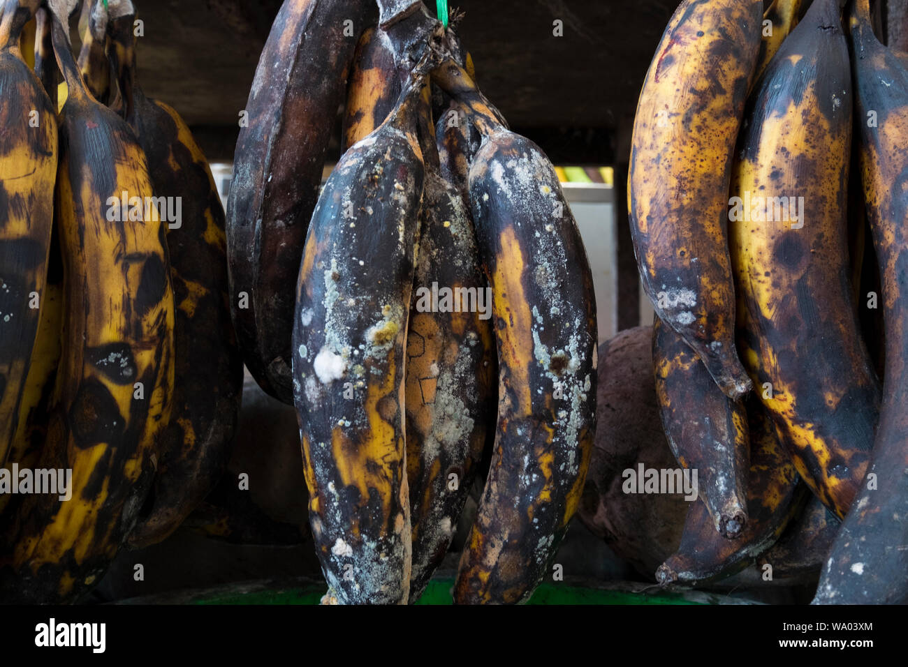 Moldy, brown, overripe bananas are hanging and for sale in a local market in Kuching, Malaysia. Stock Photo