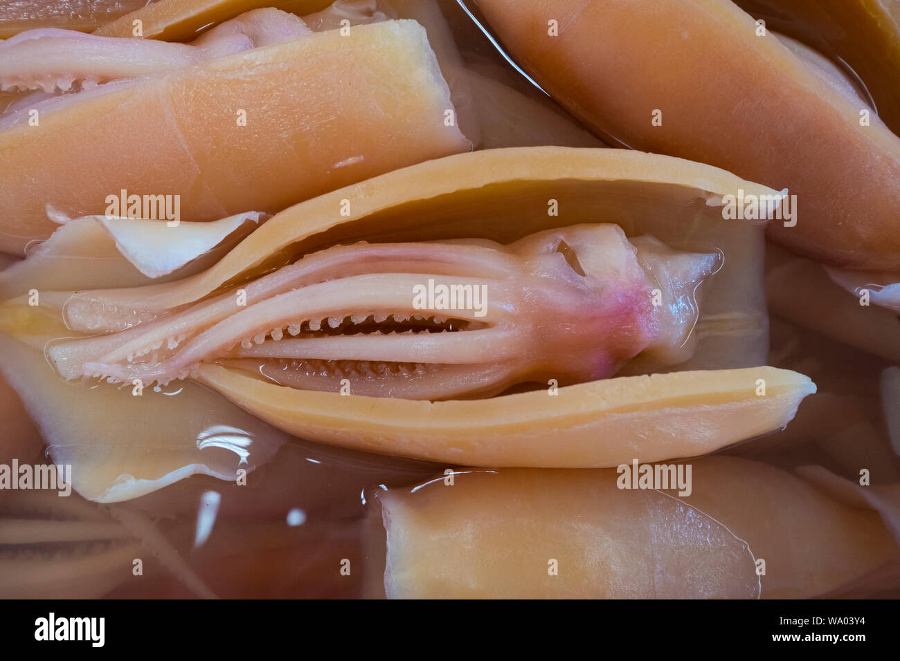 Squid, pickled and for sale at a local seafood stall market in Kuching, Malaysia. Stock Photo