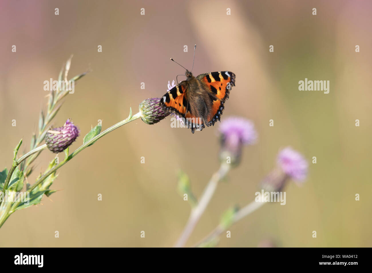 A Small Tortoiseshell Butterfly (Aglais Urticae) Sits Feeding on a Creeping Thistle (Cirsium Arvense) Flower Stock Photo