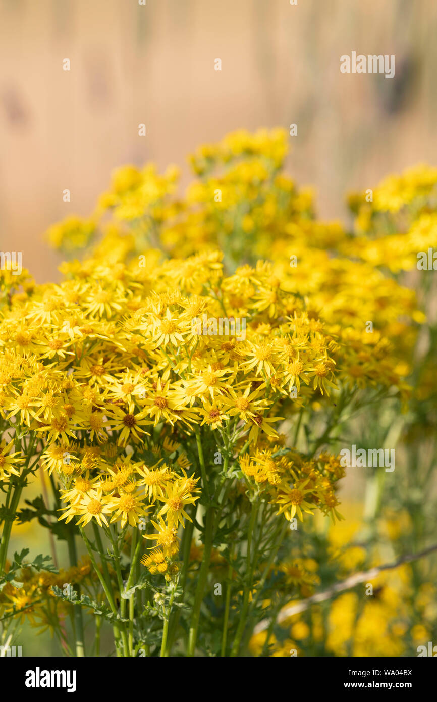 Common ragwort hi-res stock photography and images - Alamy