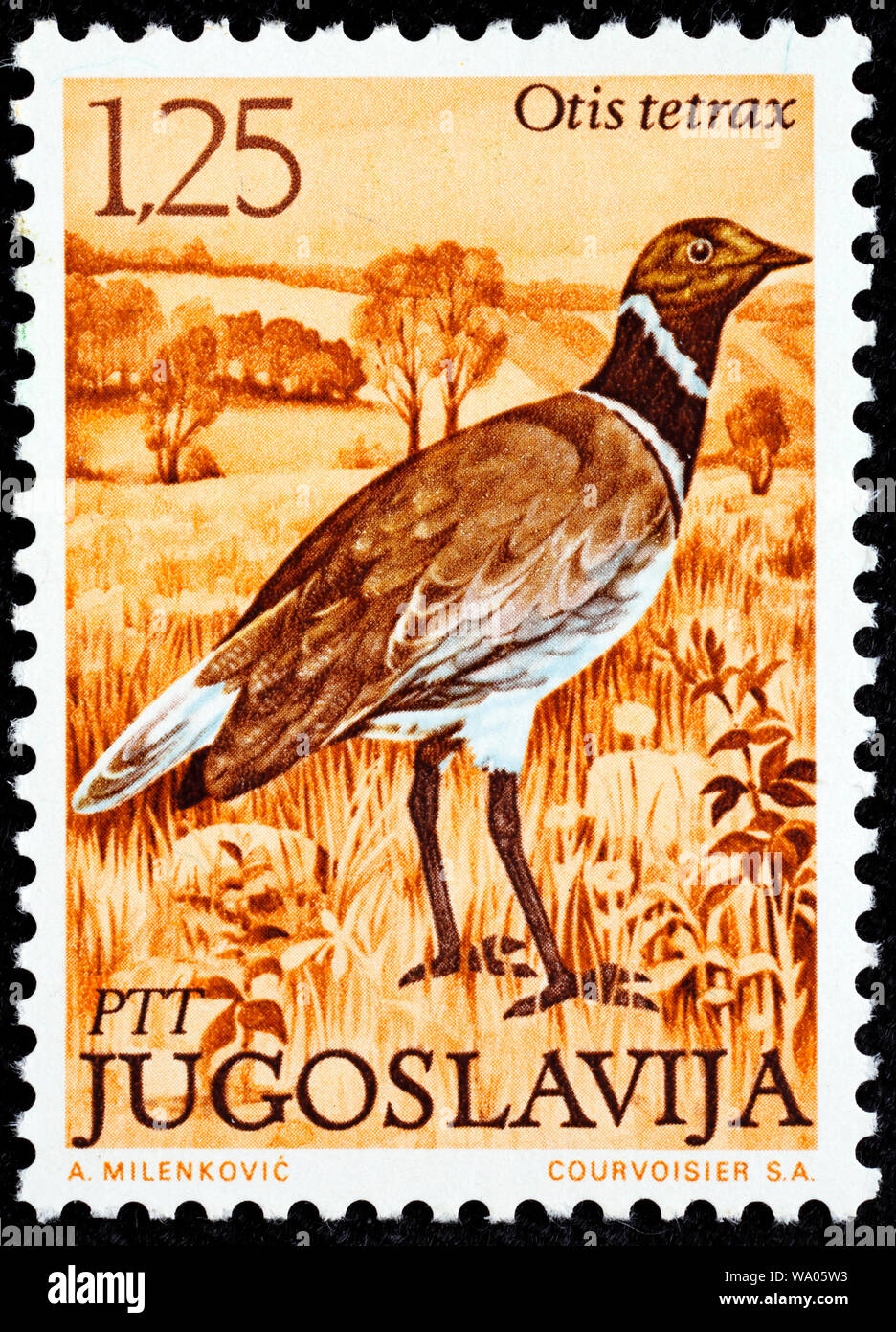 Little Bustard, Tetrax tetrax, postage stamp, Yugoslavia, 1972 Stock Photo
