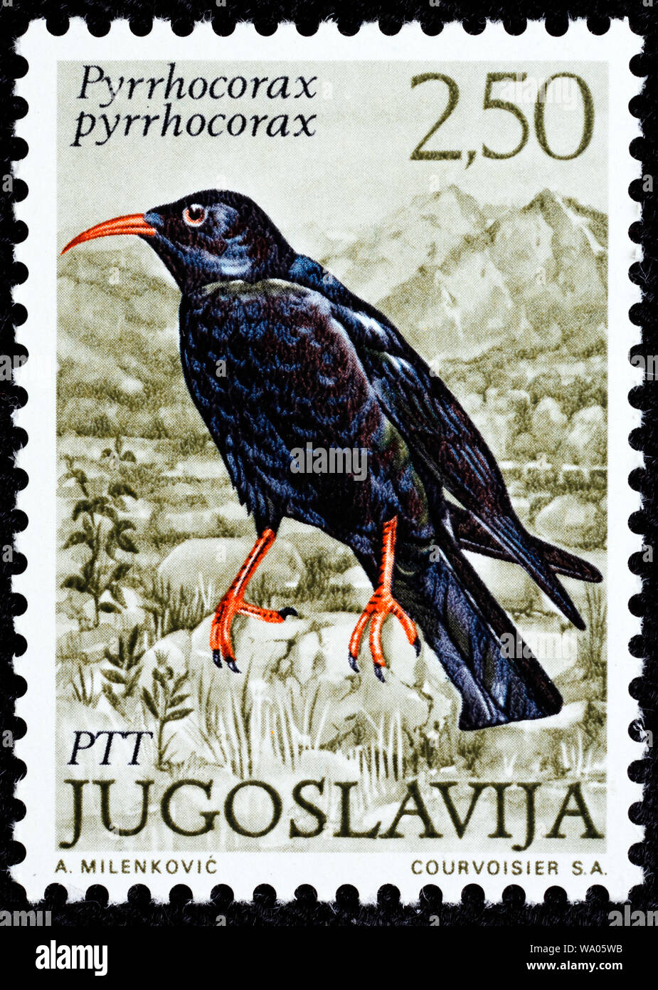 Red-billed Chough, Pyrrhocorax pyrrhocorax, postage stamp, Yugoslavia, 1972 Stock Photo