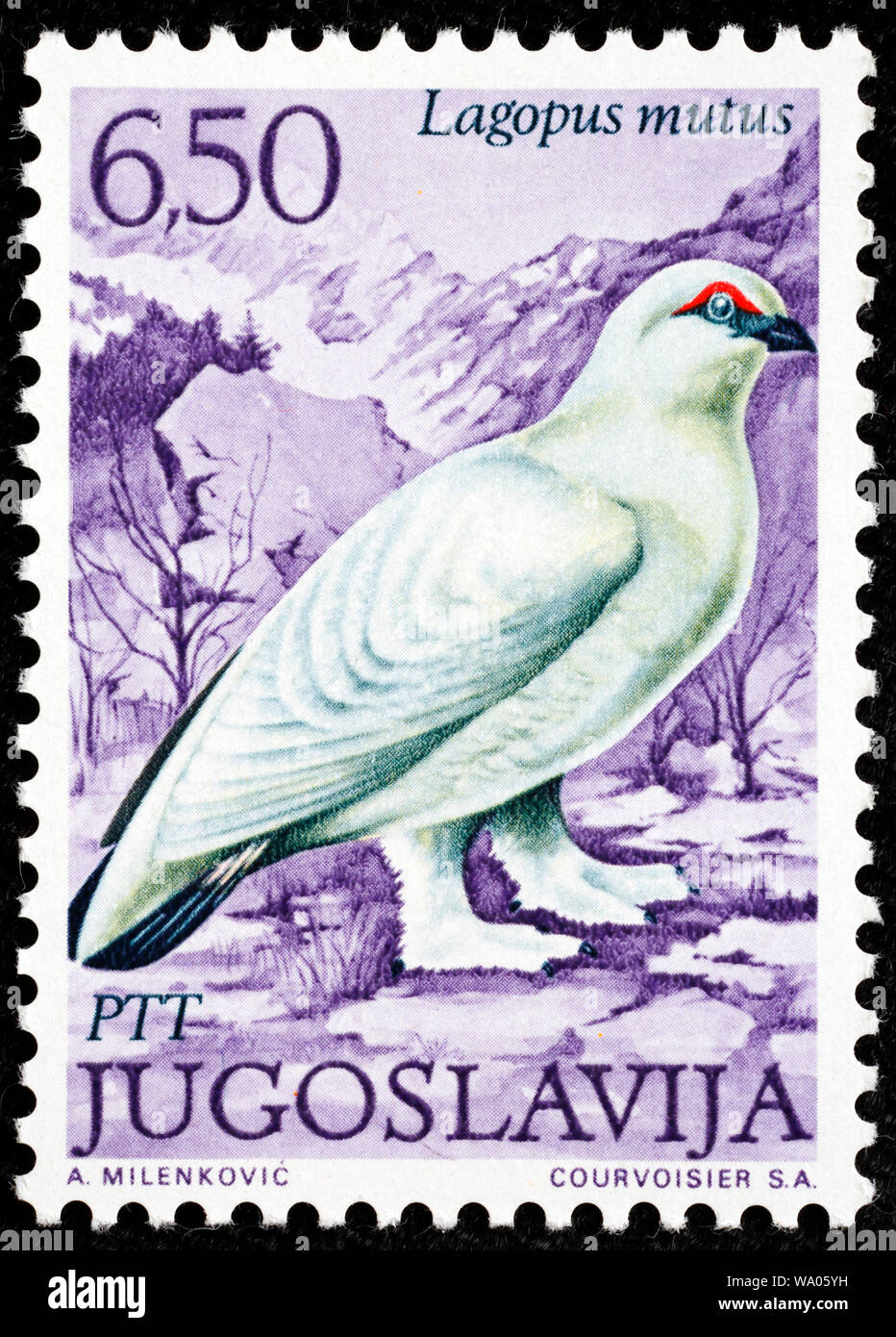 Rock Ptarmigan, Lagopus mutus, postage stamp, Yugoslavia, 1972 Stock Photo