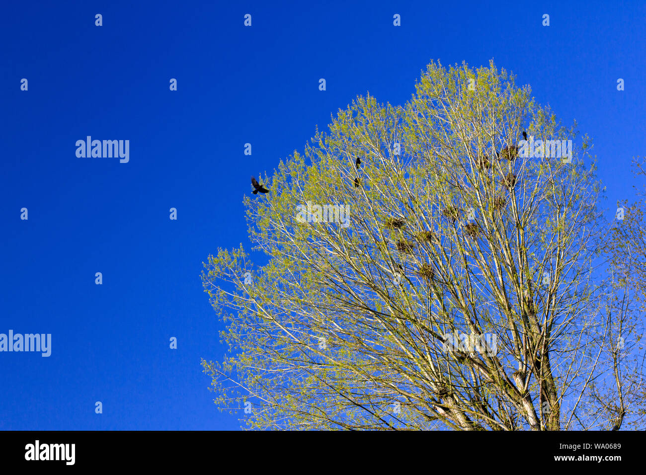 Saatkrähenkolonie, Corvus frugilegus, Gattung Corvus, Familie der Rabenvögel (Corvidae), 30052625 *** Local Caption *** Stock Photo