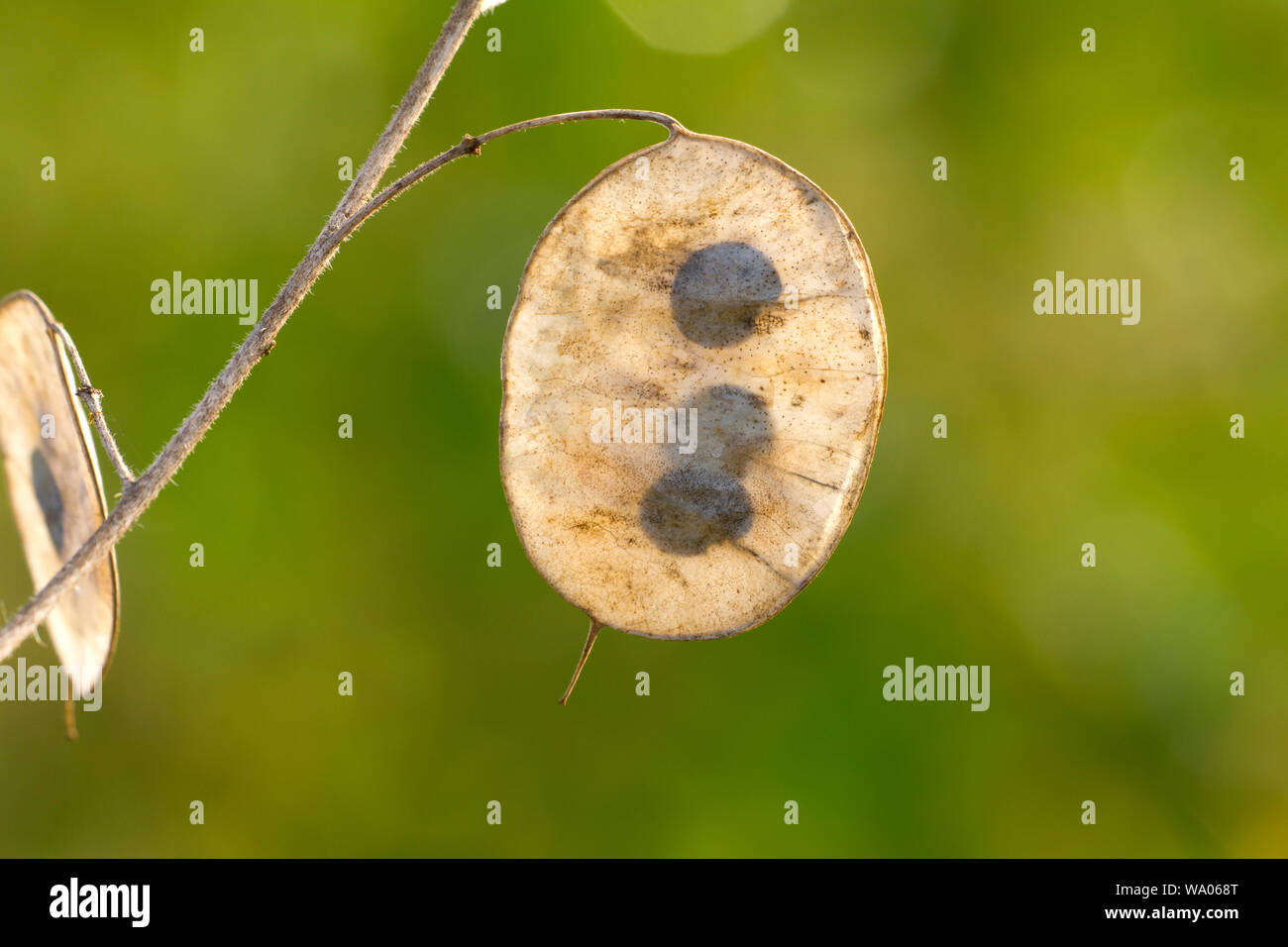 Taler Stock Photos Taler Stock Images Alamy