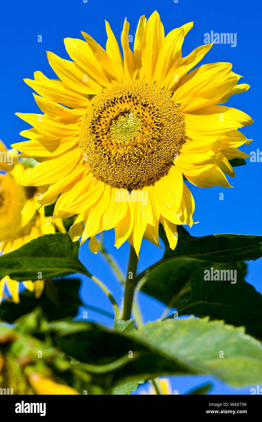 Sonnenblumen, Feld, Natur, Schweiz, 30056362 *** Local Caption *** Stock Photo