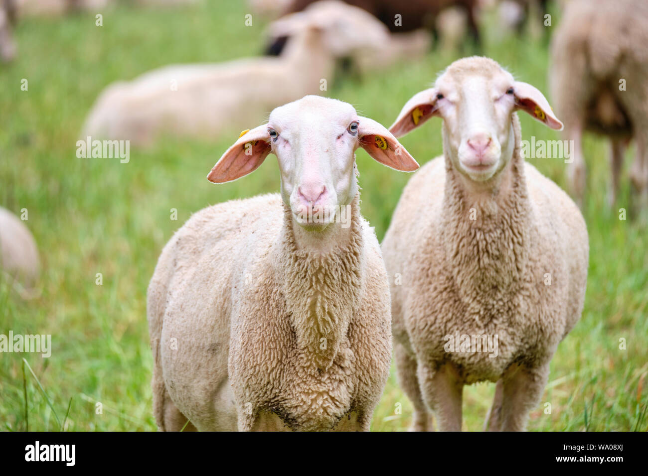 Sheeps grassing on a meadow Stock Photo