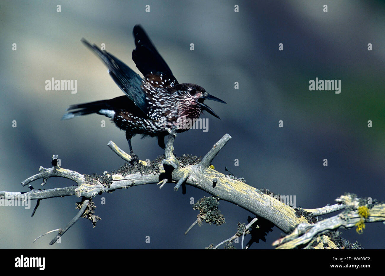 Spotted nutcracker nucifraga caryocatactes hires stock photography and