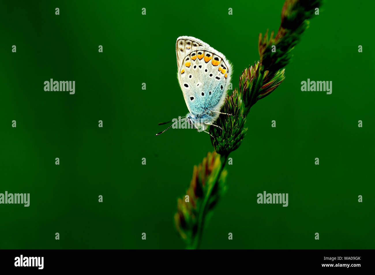 Common Blue, Polyommatus icarus, Lycaenidae, male, butterfly, insect, animal, Lake Neusiedl, Hungary, 30062268 *** Local Caption *** Stock Photo
