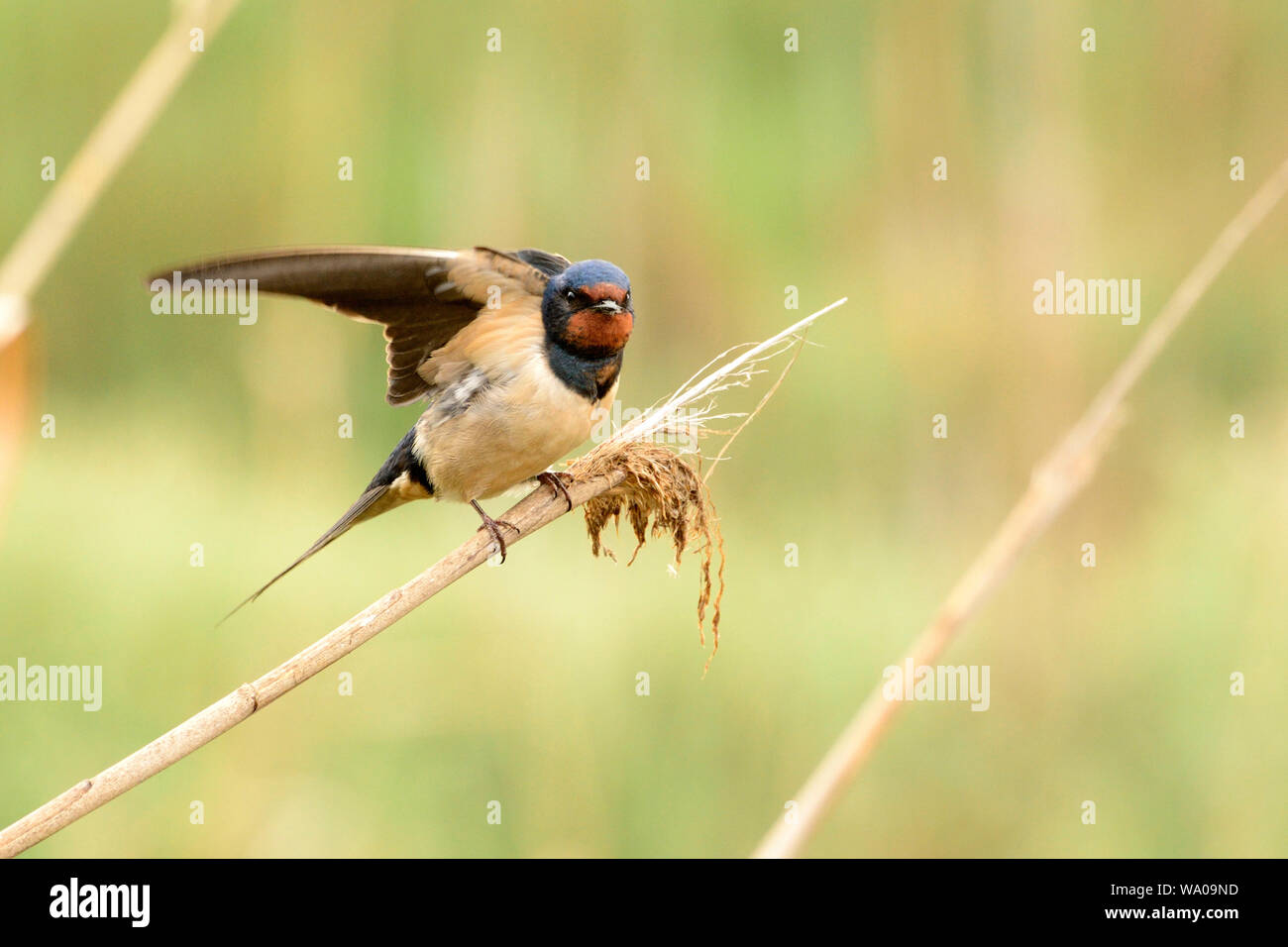 Barn Swallow Hirundo Rustica Hirundinidae Swallow Bird Animal