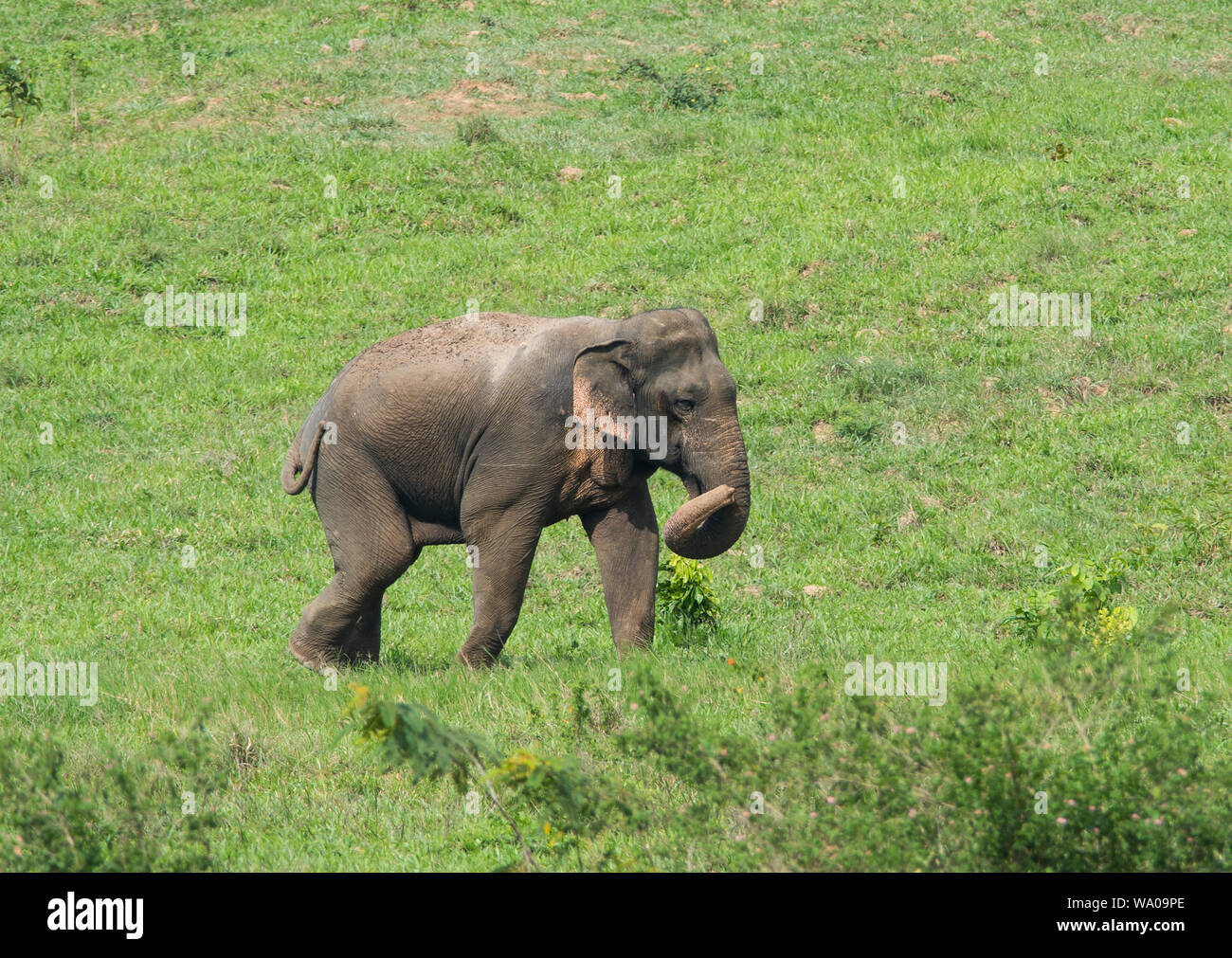 Asian mammals hi-res stock photography and images - Alamy