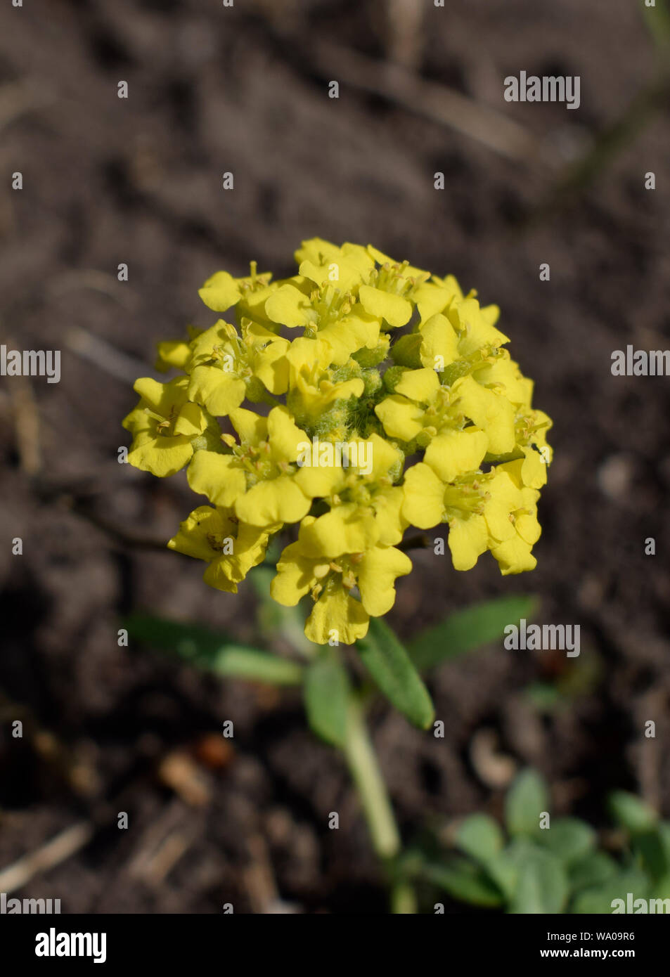 Gold alissum or borax. Blossoming Alissum (the Alison, Gmelina) in the garden. Flowers Stock Photo