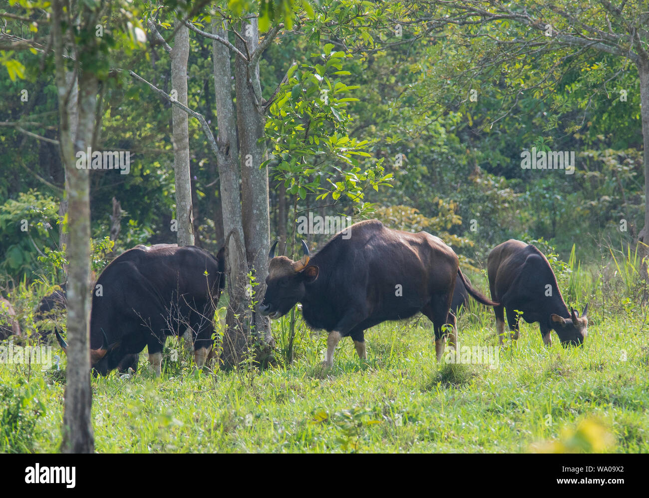 Wild Gaur or Indian bison, Bos gaurus at Kui Buri NP Thailand Stock Photo