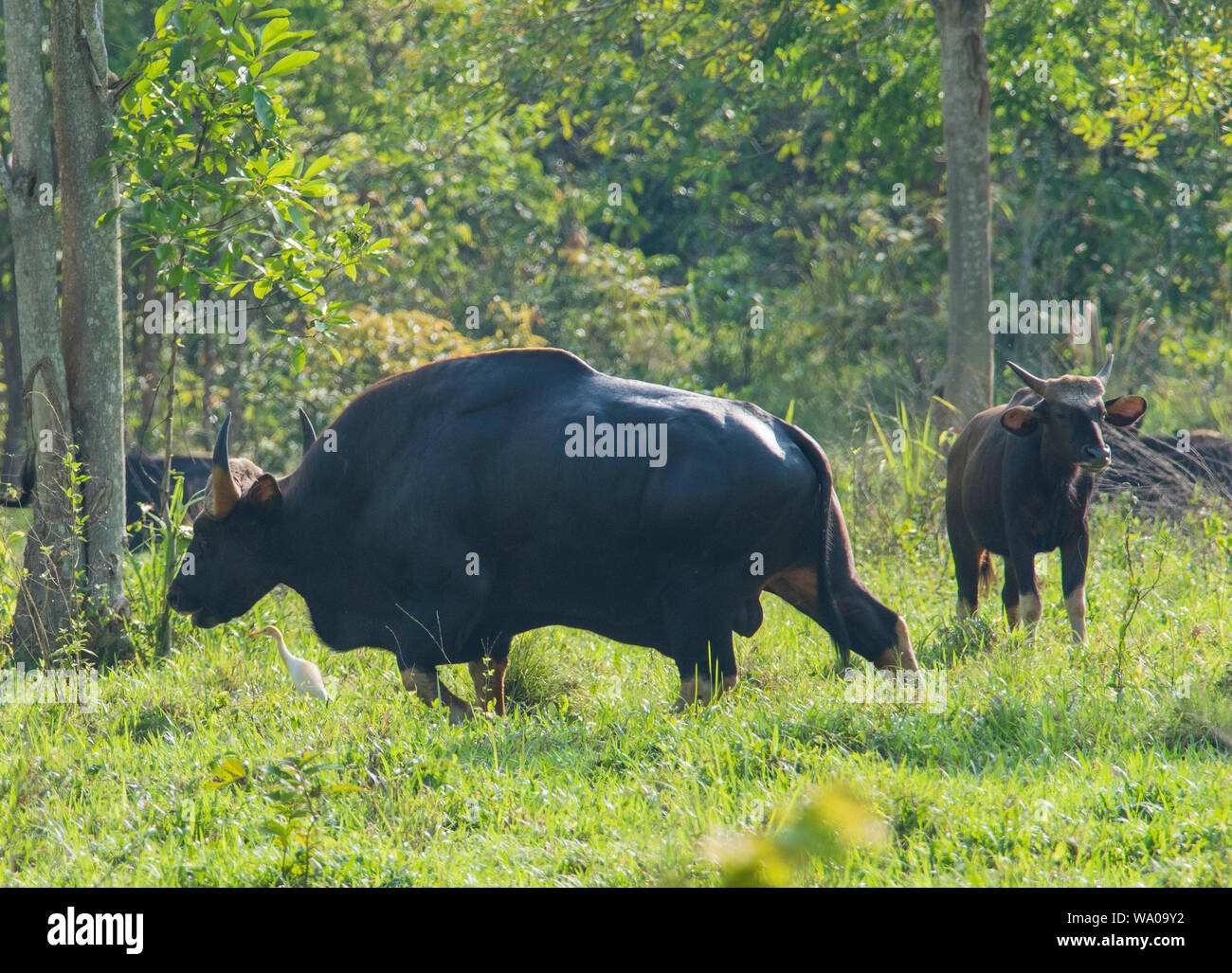 Wild Gaur or Indian bison, Bos gaurus at Kui Buri NP Thailand Stock Photo