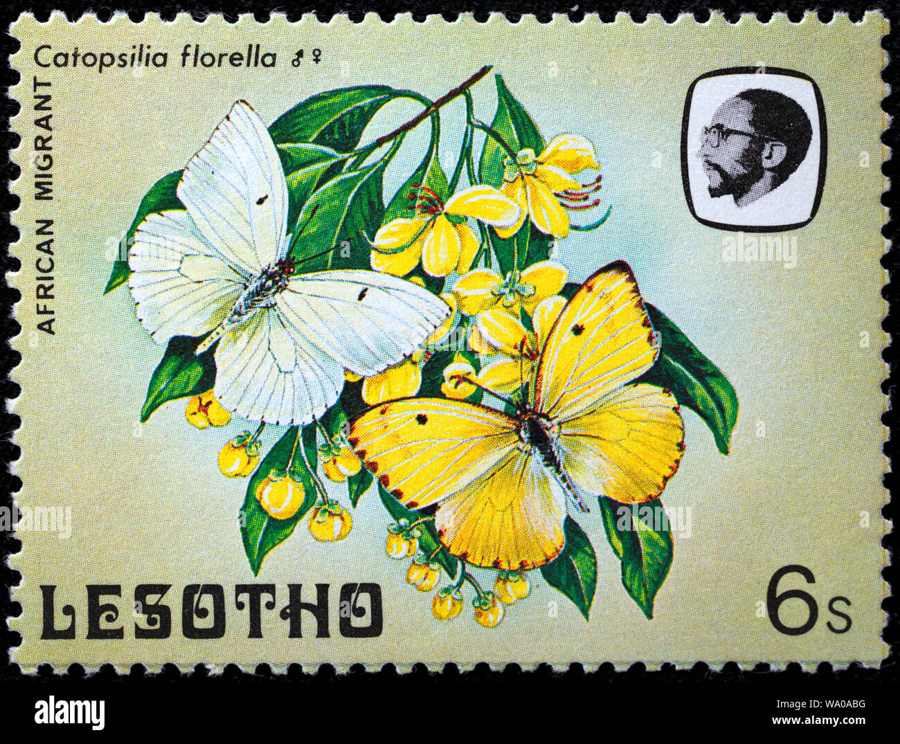 African migrant, Catopsilia florella, postage stamp, Lesotho, 1984 Stock Photo