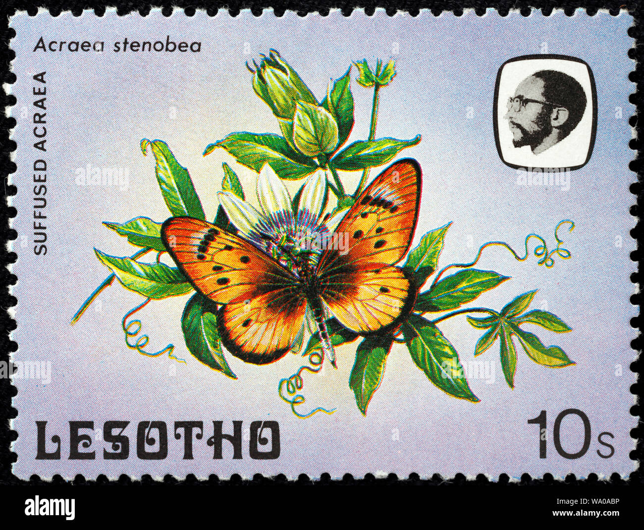 Suffused acraea, Acraea stenobea, postage stamp, Lesotho, 1984 Stock Photo