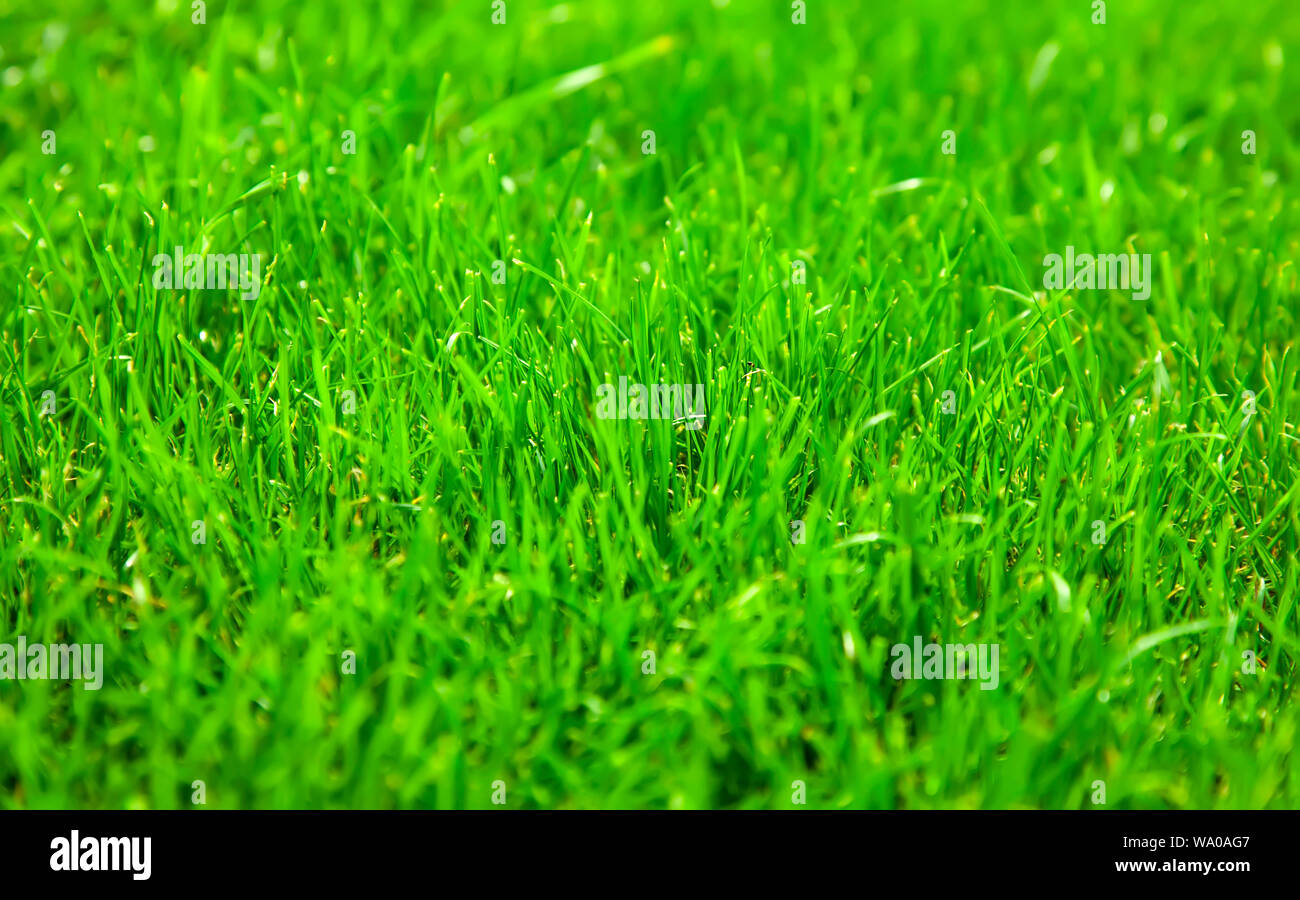 Beautiful green grass background Stock Photo Alamy