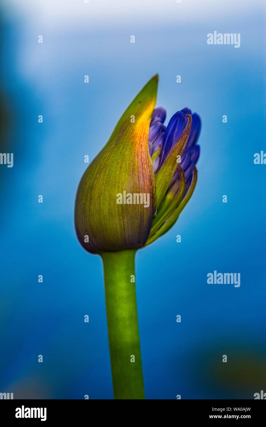 Bursting with color hi-res stock photography and images - Alamy
