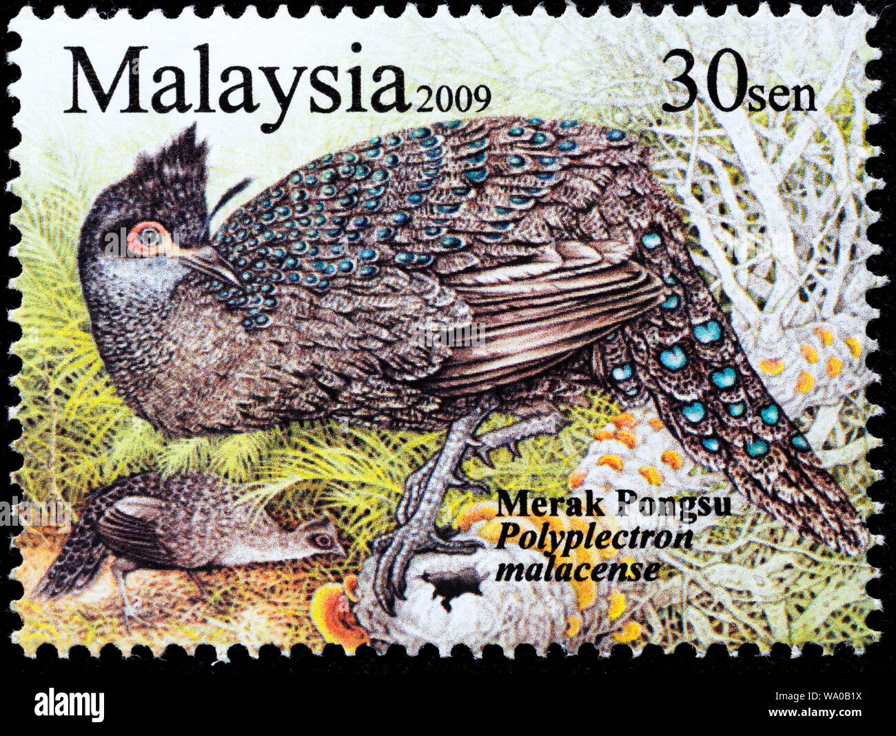 Malaysian Peacock-pheasant, Polyplectron malacense, postage stamp, Malaysia, 2009 Stock Photo