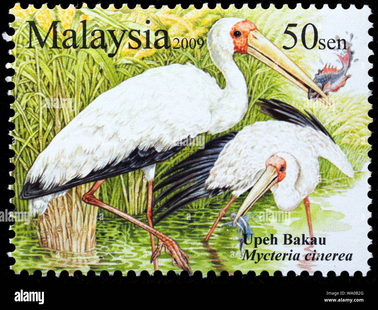 Milky Stork, Mycteria cinerea, postage stamp, Malaysia, 2009 Stock Photo