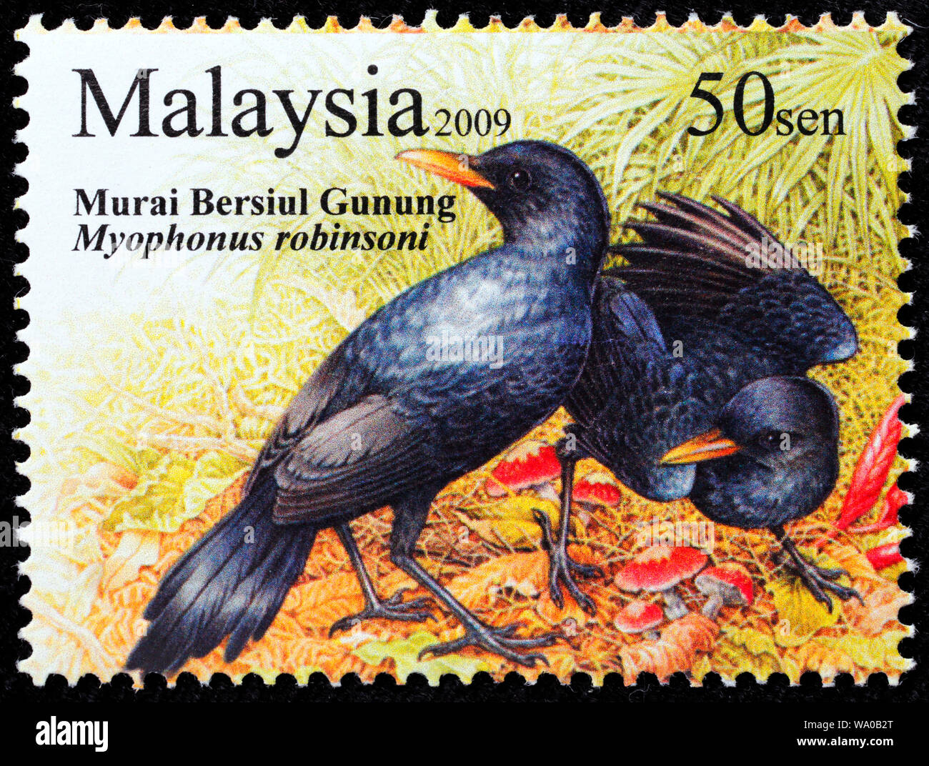 Malaysian Whistling Thrush, Myophonus robinsoni, postage stamp, Malaysia, 2009 Stock Photo