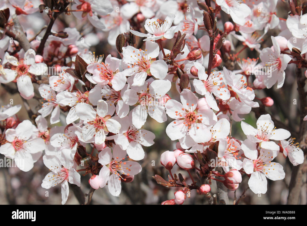 Almond Blossom, Ifrane, Morocco Stock Photo