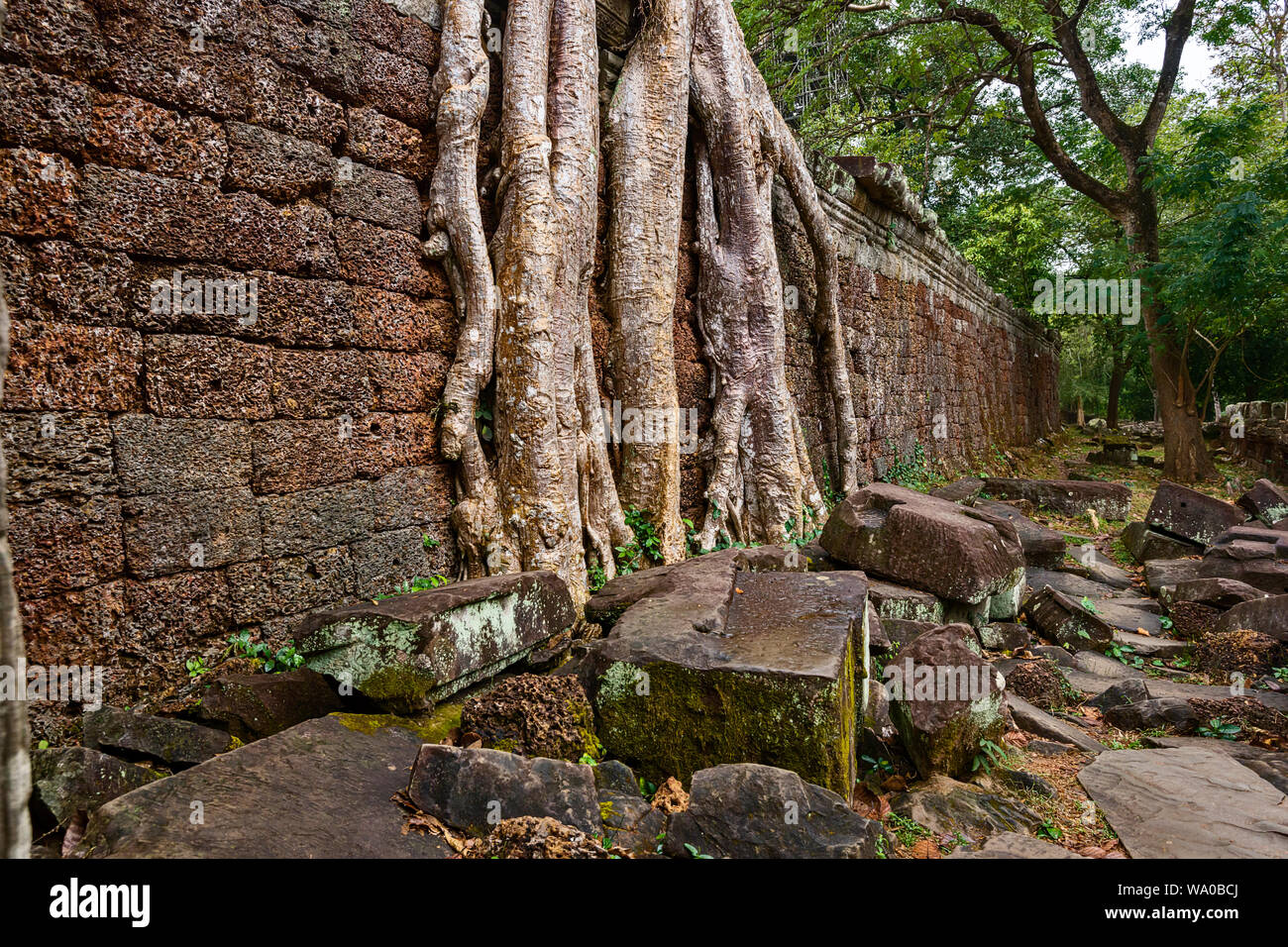 Silkcotton tree roots on a wall of Preah Khan temple, Khmer ruins in