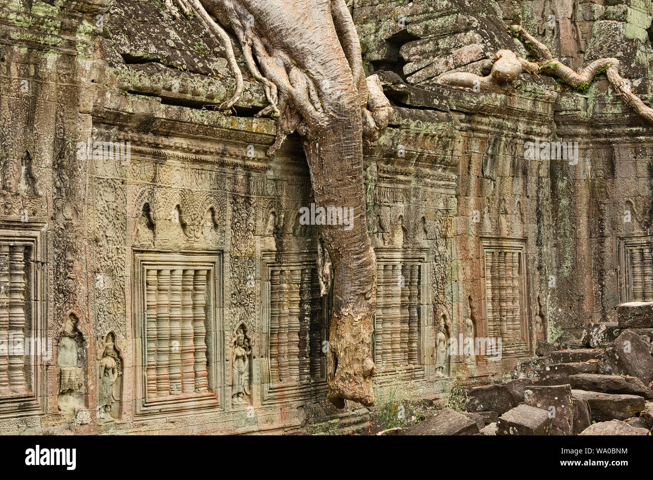 Silkcotton tree roots in Preah Khan temple UNESCO World Heritage Site