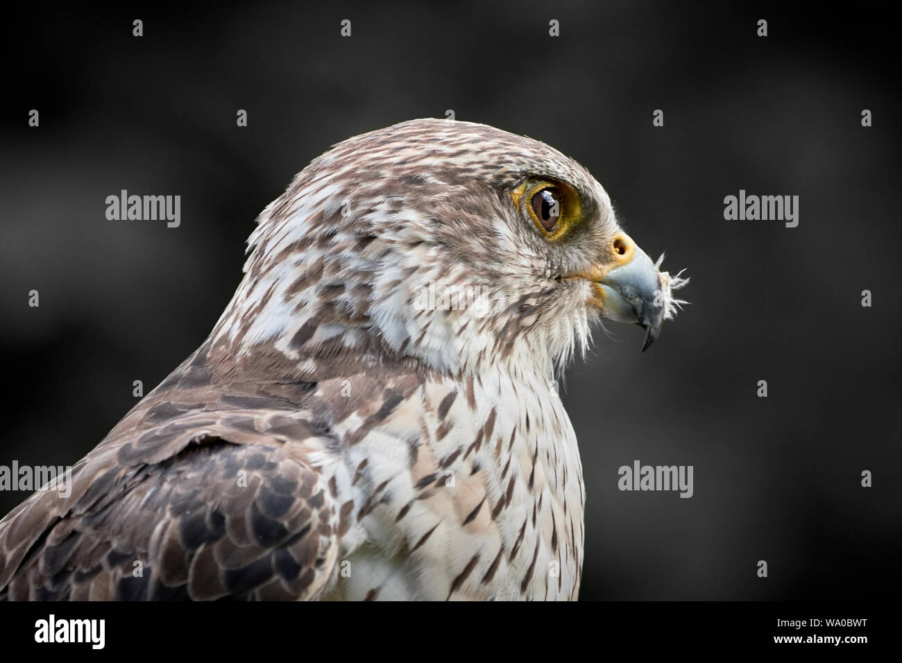 One saker falcon close-up (Falco cherrug) and isolated on dark background Stock Photo