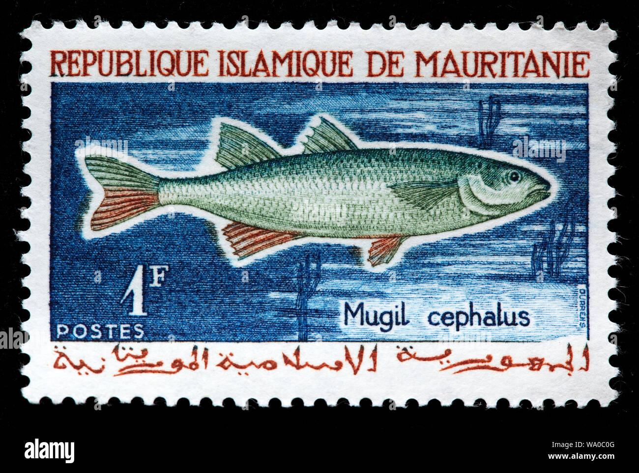 Flathead Mullet, Mugil cephalus, postage stamp, Mauritatia, 1964 Stock Photo