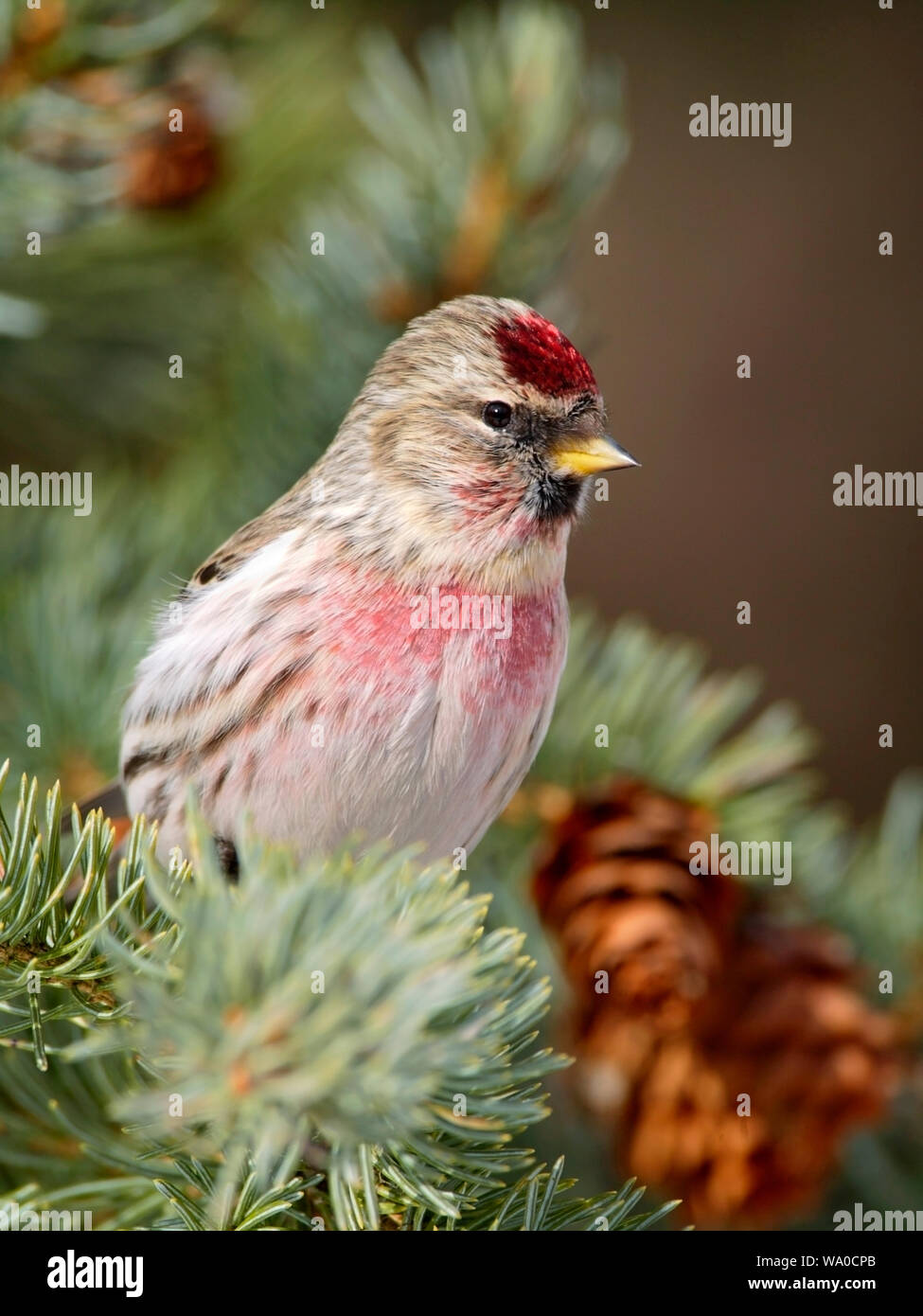 Hoary Red Poll Finch sitting in spruce tree, portrait close up. Stock Photo