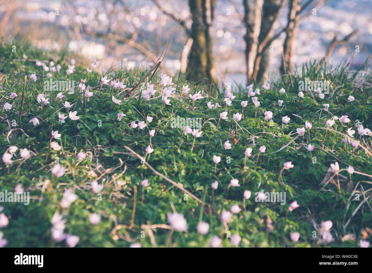 A patch of little white meadow flowers growing on top of a mountain. Stock Photo
