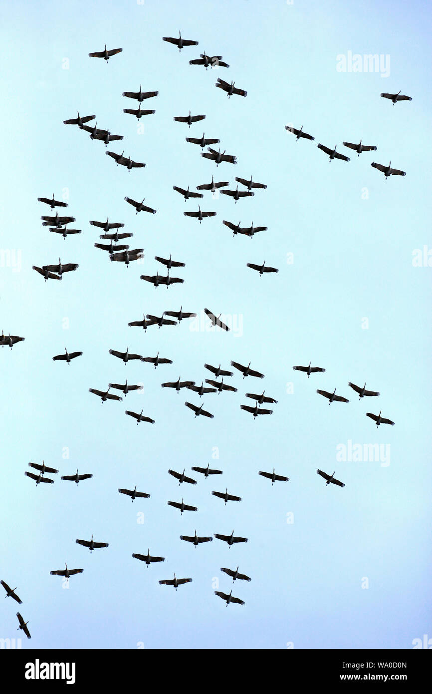 Large Flock of Canada Cranes flying together migrating to their breeding places north. Stock Photo