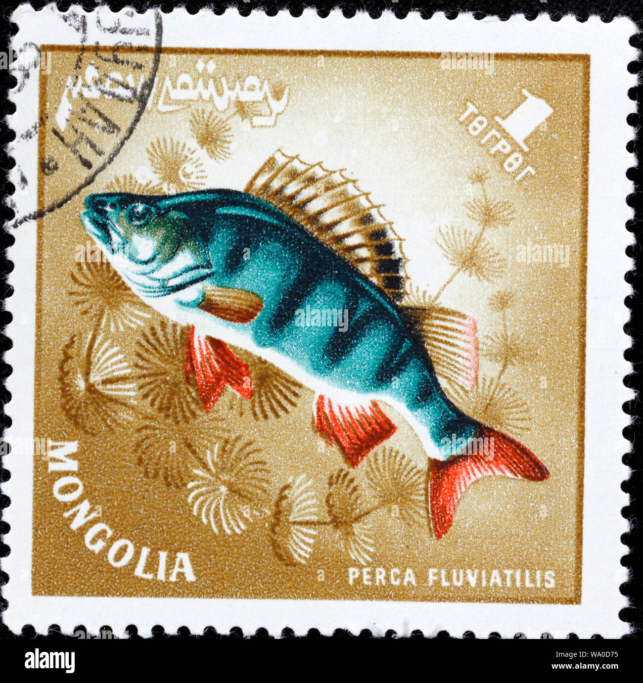 European Perch, Perca fluviatilis, postage stamp, Mongolia, 1965 Stock Photo