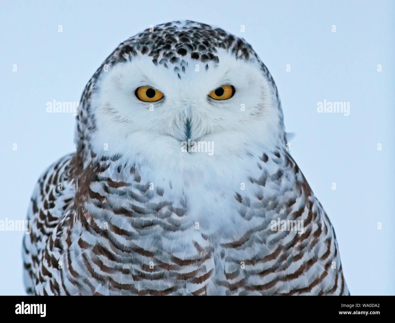 Beautiful Snowy Owl looking alert, portrait close up  ( Nyctea scandiaca ). Stock Photo