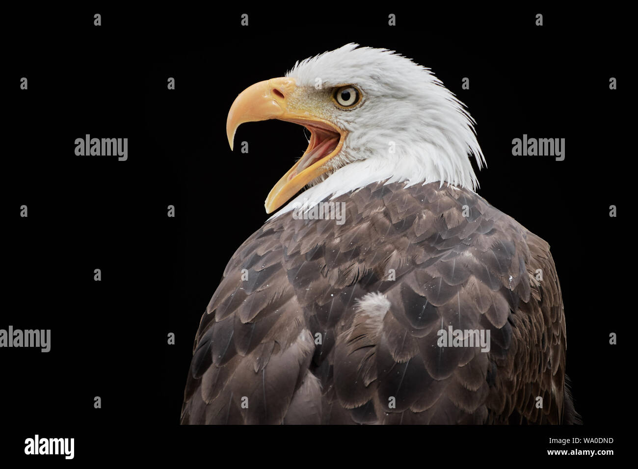 Screeching Bald eagle (Haliaeetus leucocephalus) close-up and isolated on black background Stock Photo