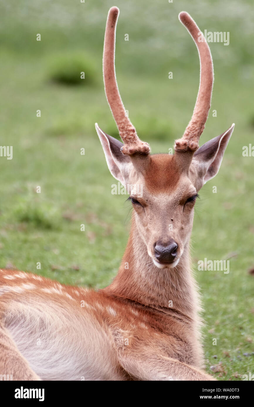 Male fallow deer close-up portrait and nature  background (Dama dama) Stock Photo