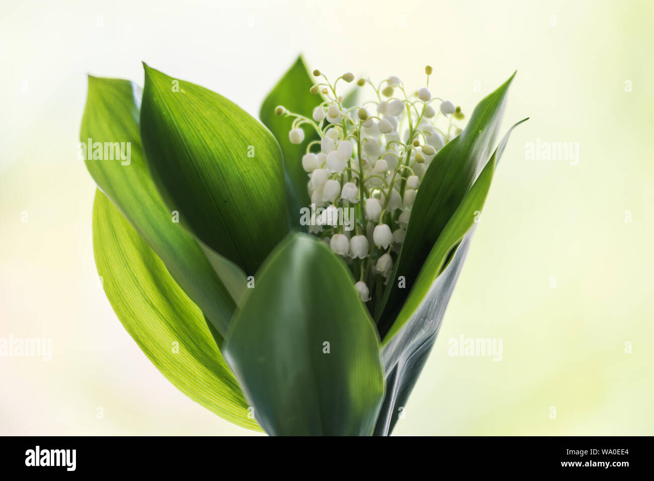 Lilly of the valley detail hi-res stock photography and images - Alamy