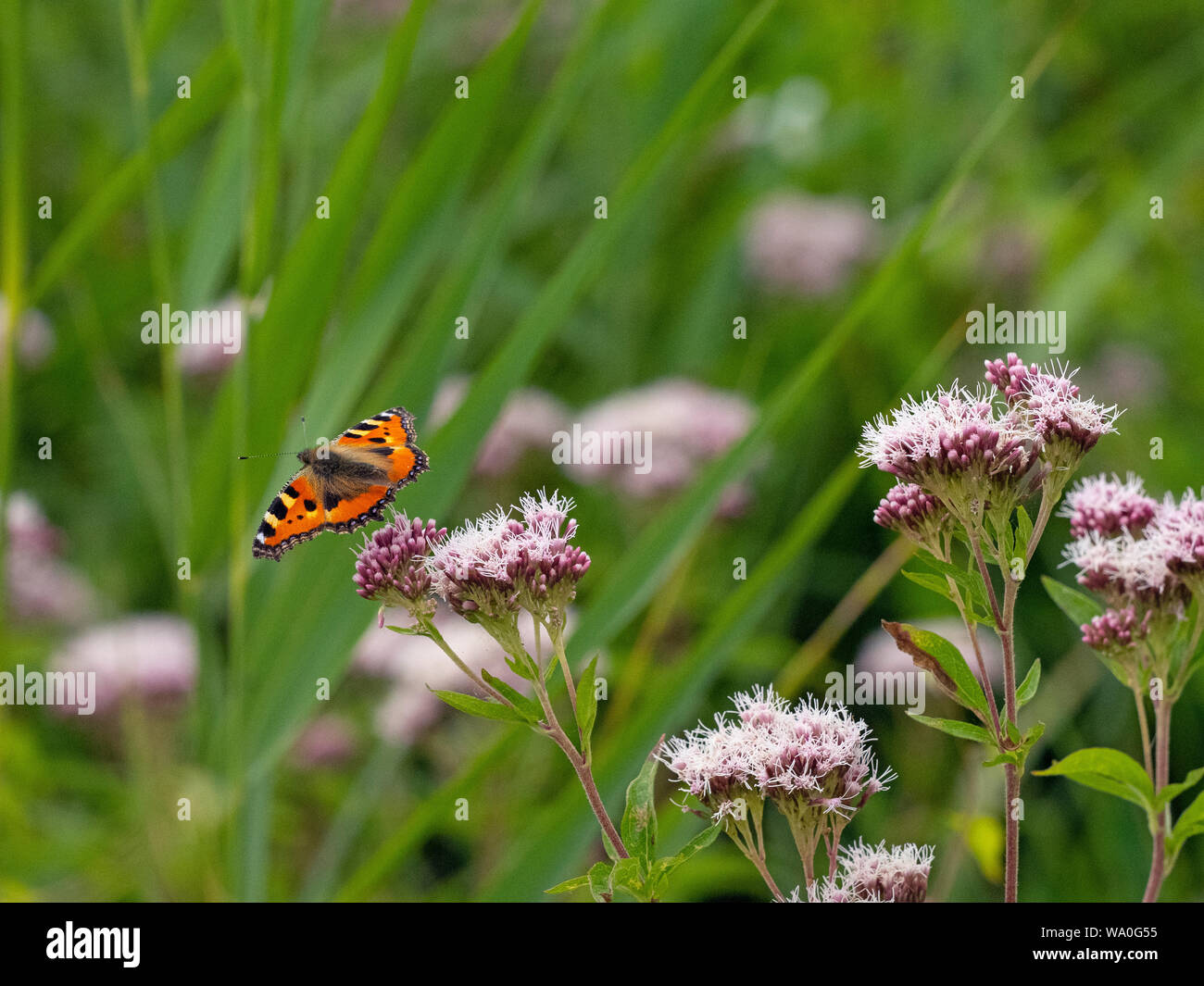 Small Tortoiseshell Butterfly feeding on Hemp-agrimony in hay meadow Wensum Valley Norfolk Stock Photo