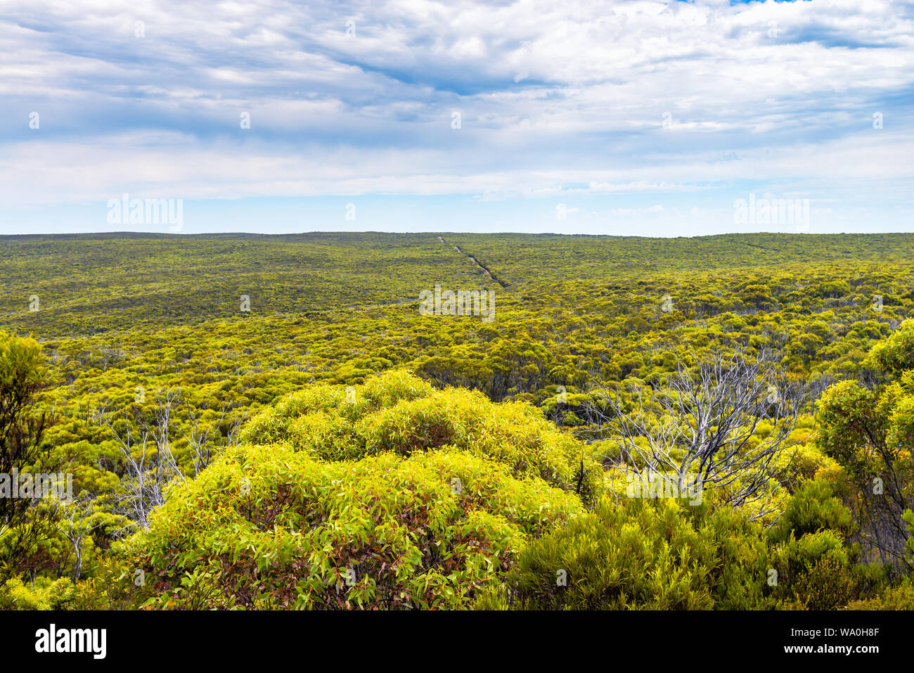 Endless bushland with eucalyptus trees viewed from Bunker Hill Lookout, Kangaroo Islan, South Australia Stock Photo