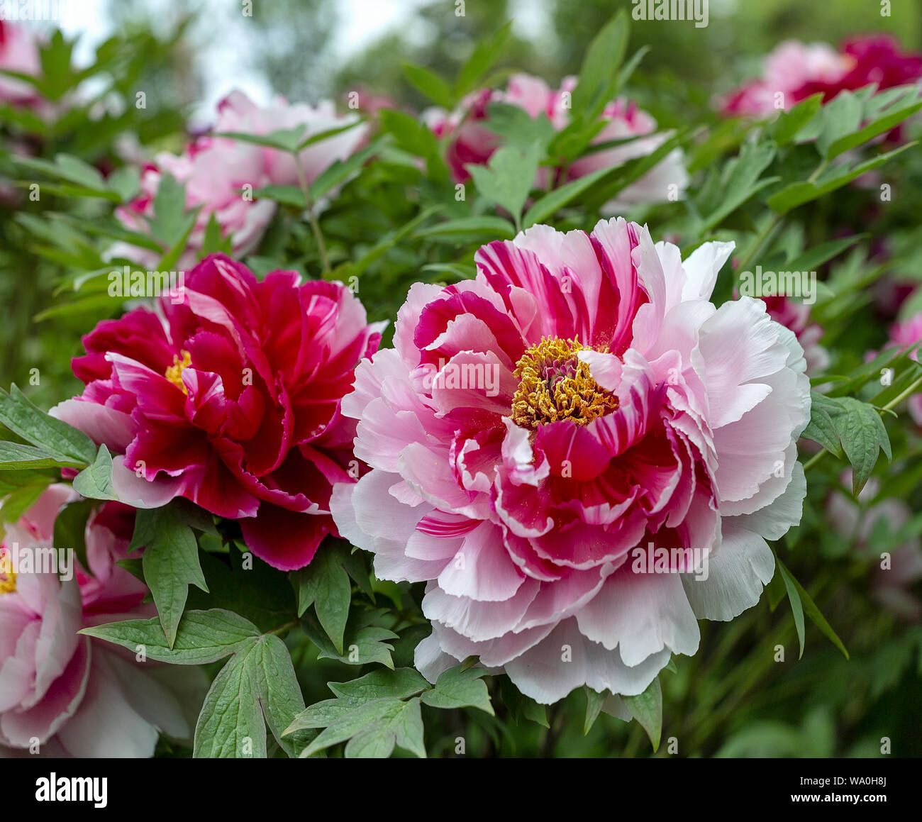 Henley - Peony main image 1