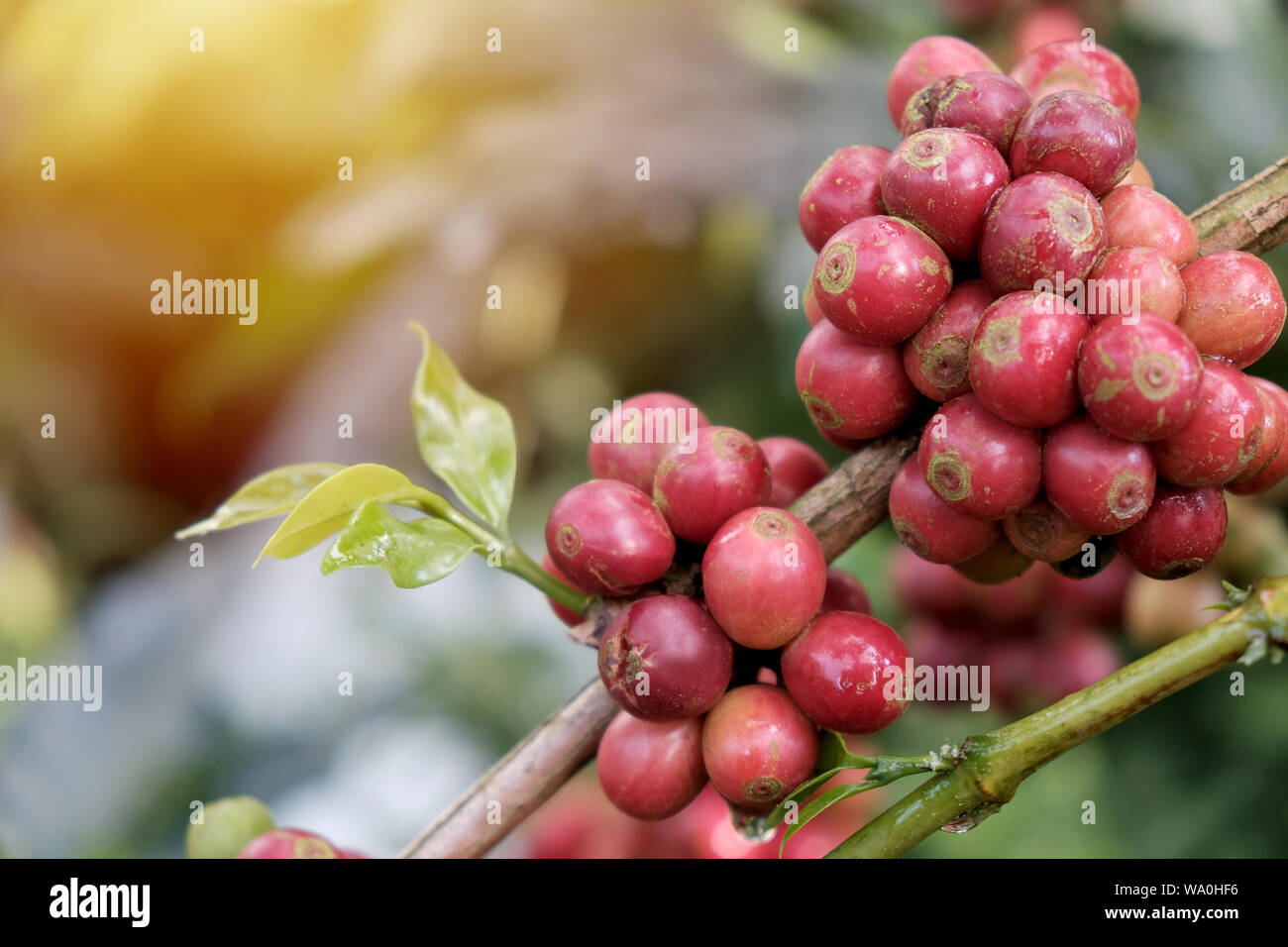 Coffee beans in the coffee garden Stock Photo Alamy