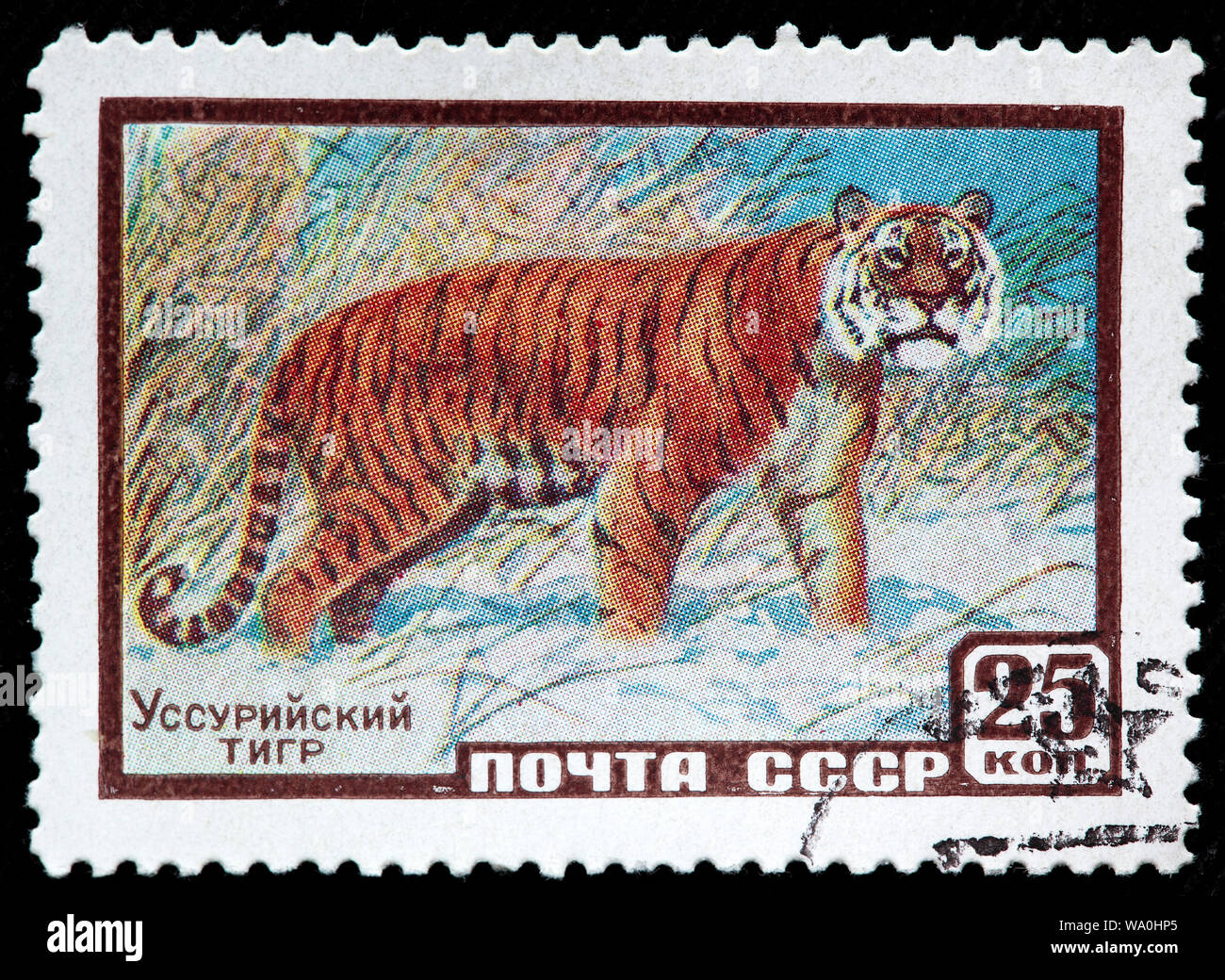 Siberian Tiger, Panthera tigris altaica, postage stamp, Russia, USSR, 1959 Stock Photo